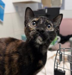 Shelter Stray Female Cat last seen Near Garnet Avenue, San Diego, CA, 92109, 5500 Gaines St, San Diego, CA 92110, USA
