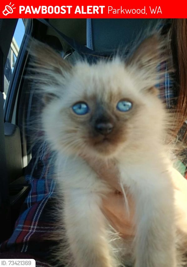 Lost Female Cat last seen Warner / Woodford / mile hill, Parkwood, WA 98366