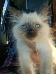 Lost Female Cat last seen Warner / Woodford / mile hill, Parkwood, WA 98366