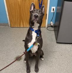 Shelter Stray Male Dog last seen Near E Grand Avenue, Escondido, CA, 92027, Escondido, CA 92027, USA