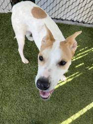 Shelter Stray Male Dog last seen Puterbaugh Street, San Diego, CA, 92103, 5500 Gaines St, San Diego, CA 92110, USA