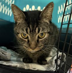 Shelter Stray Male Cat last seen Chamoune Avenue, San Diego, CA, 92115, 5500 Gaines St, San Diego, CA 92110, USA