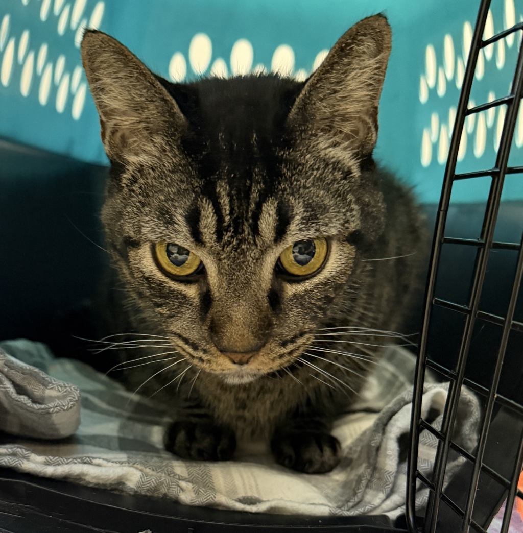 Shelter Stray Male Cat last seen Chamoune Avenue, San Diego, CA, 92115, 5500 Gaines St, San Diego, CA 92110, USA
