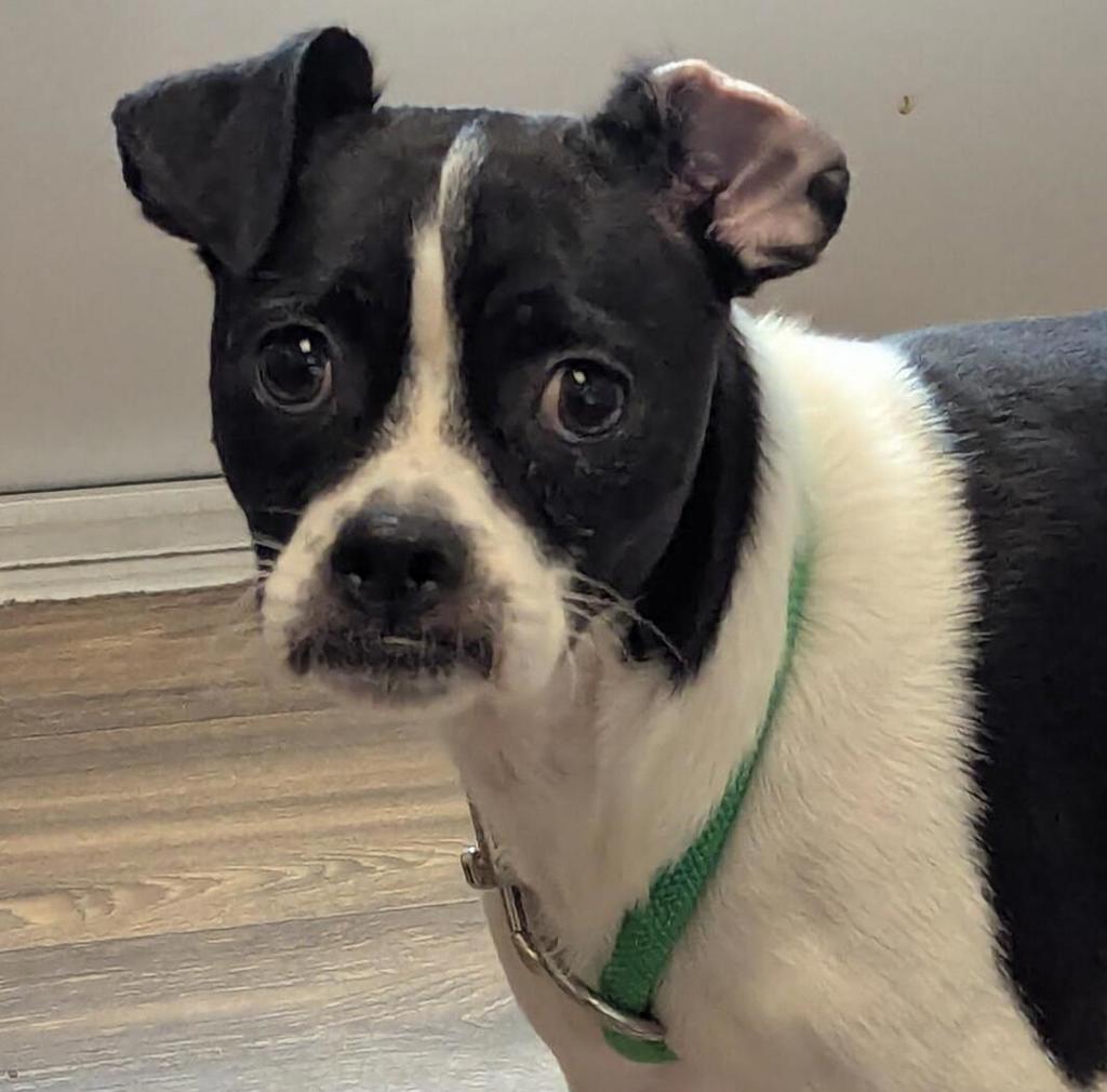 Shelter Stray Male Dog last seen Near Schneple Drive, San Diego, CA, 92126, 5500 Gaines St, San Diego, CA 92110, USA
