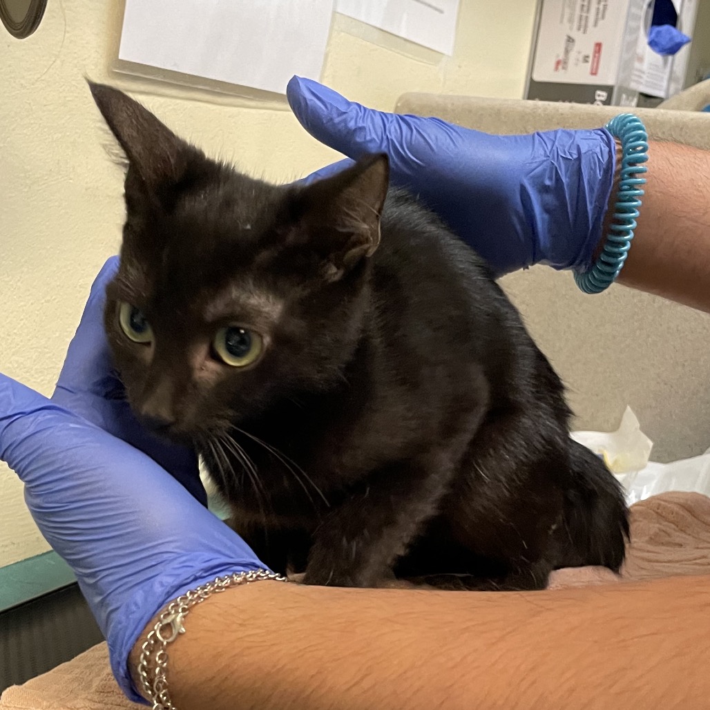 Shelter Stray Male Cat last seen , 361 S Raymond Ave, Pasadena, CA 91105, USA