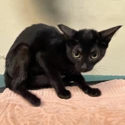 Shelter Stray Female Cat last seen , 361 S Raymond Ave, Pasadena, CA 91105, USA