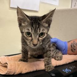 Shelter Stray Female Cat last seen , 361 S Raymond Ave, Pasadena, CA 91105, USA