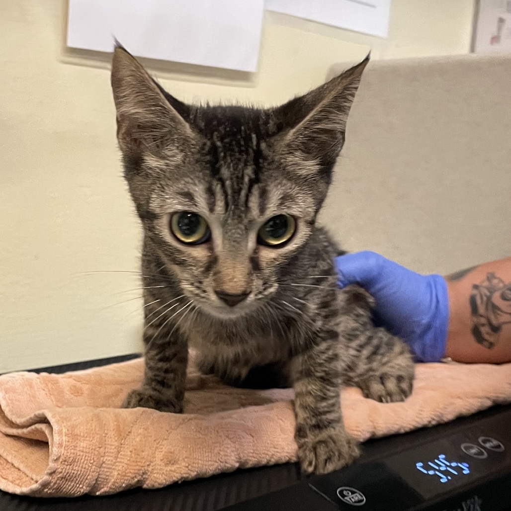 Shelter Stray Female Cat last seen , 361 S Raymond Ave, Pasadena, CA 91105, USA