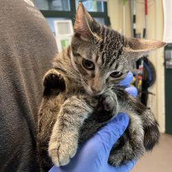 Shelter Stray Male Cat last seen , 361 S Raymond Ave, Pasadena, CA 91105, USA