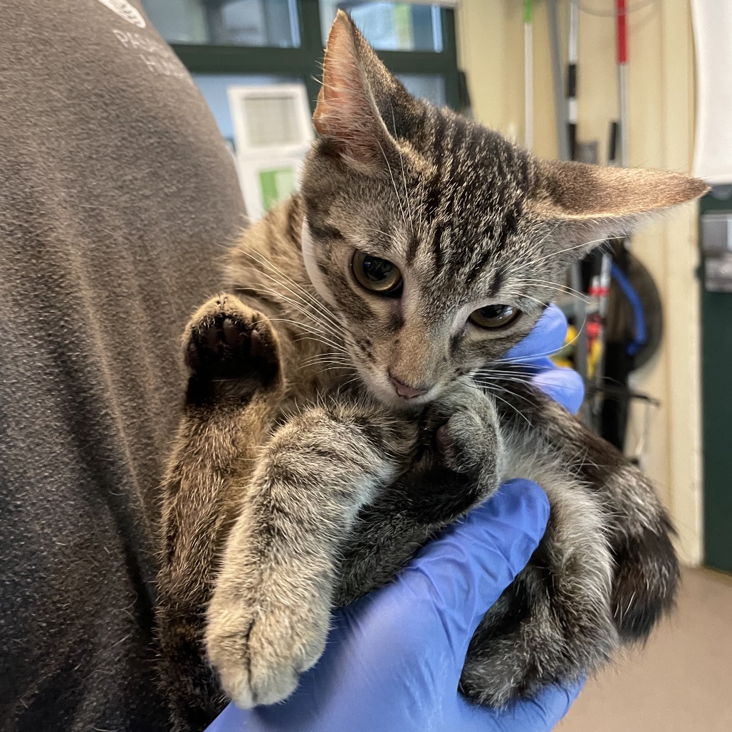 Shelter Stray Male Cat last seen , 361 S Raymond Ave, Pasadena, CA 91105, USA