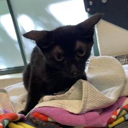 Shelter Stray Male Cat last seen , 361 S Raymond Ave, Pasadena, CA 91105, USA