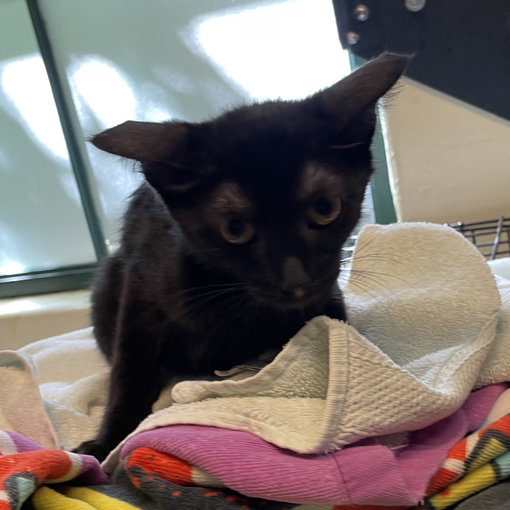 Shelter Stray Male Cat last seen , 361 S Raymond Ave, Pasadena, CA 91105, USA