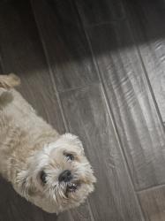 Reunited Male Dog last seen 15th ave and bellroad, Phoenix, AZ 85023