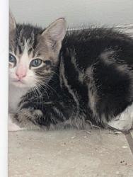 Found/Stray Female Cat last seen Unsure my kid found it, Kingsport, TN 37660