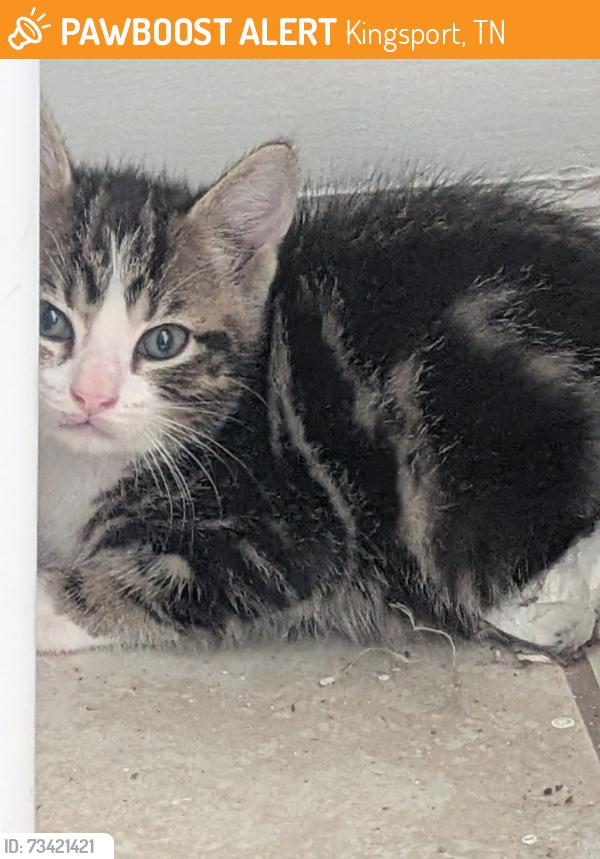 Found/Stray Female Cat last seen Unsure my kid found it, Kingsport, TN 37660