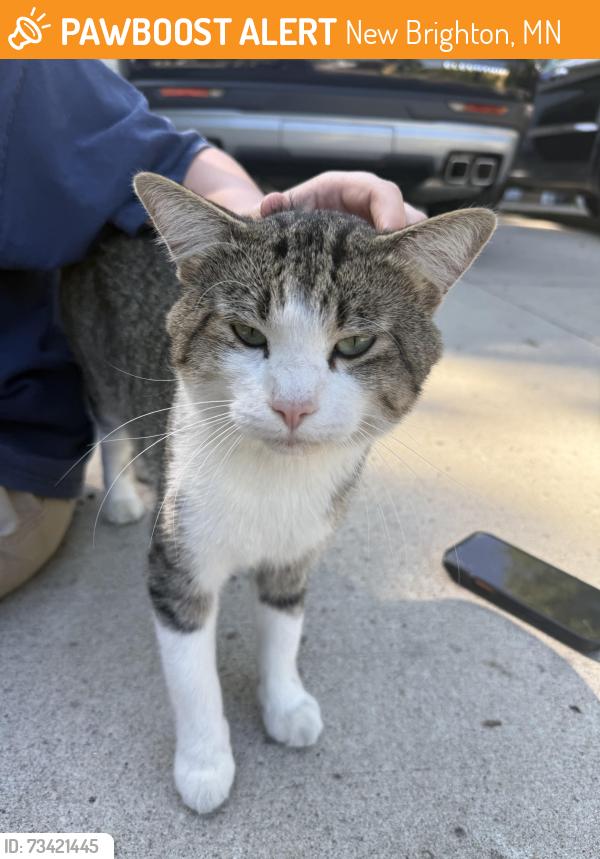 Found/Stray Unknown Cat last seen Near 7th st, New Brighton, MN 55112