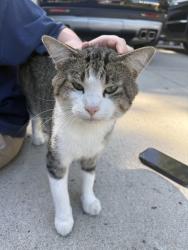Found/Stray Unknown Cat last seen Near 7th st, New Brighton, MN 55112