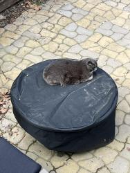 Lost Female Cat last seen Bernard, Spokane, WA 99203