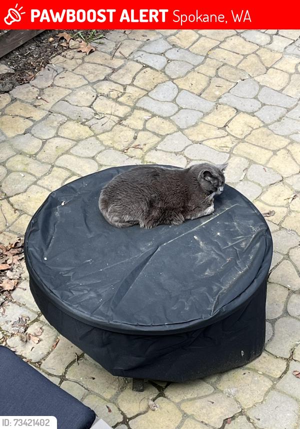 Lost Female Cat last seen Bernard, Spokane, WA 99203