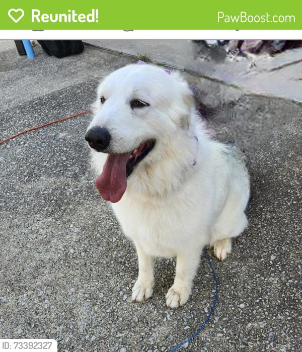 Reunited Female Dog last seen Bob white Ln, Douglasville, GA 30135
