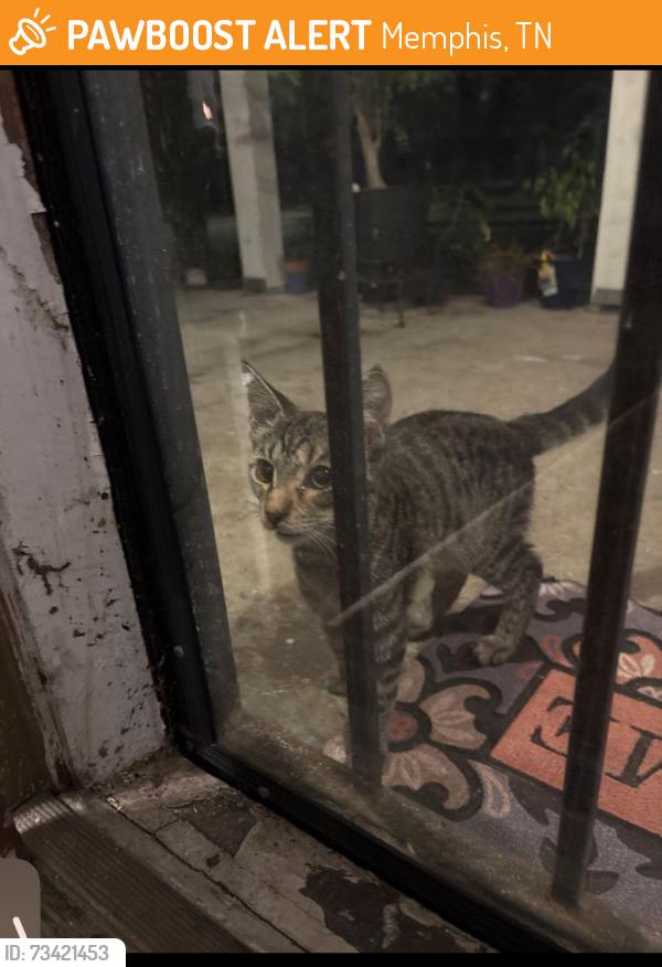 Found/Stray Unknown Cat last seen Goodman and Douglass, Memphis, TN 38111