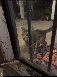Found/Stray Unknown Cat last seen Goodman and Douglass, Memphis, TN 38111