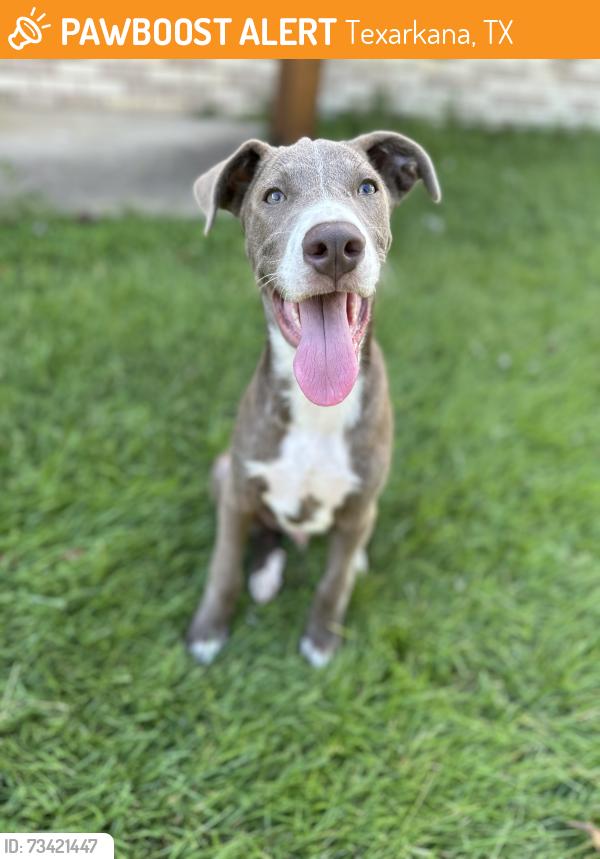 Found/Stray Unknown Dog last seen Richmond/University, Texarkana, TX 75503