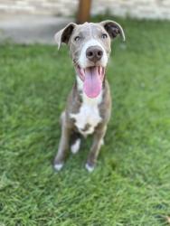 Found/Stray Unknown Dog last seen Richmond/University, Texarkana, TX 75503