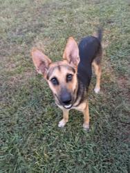 Found/Stray Unknown Dog last seen Willow Wood, Houston, TX 77086