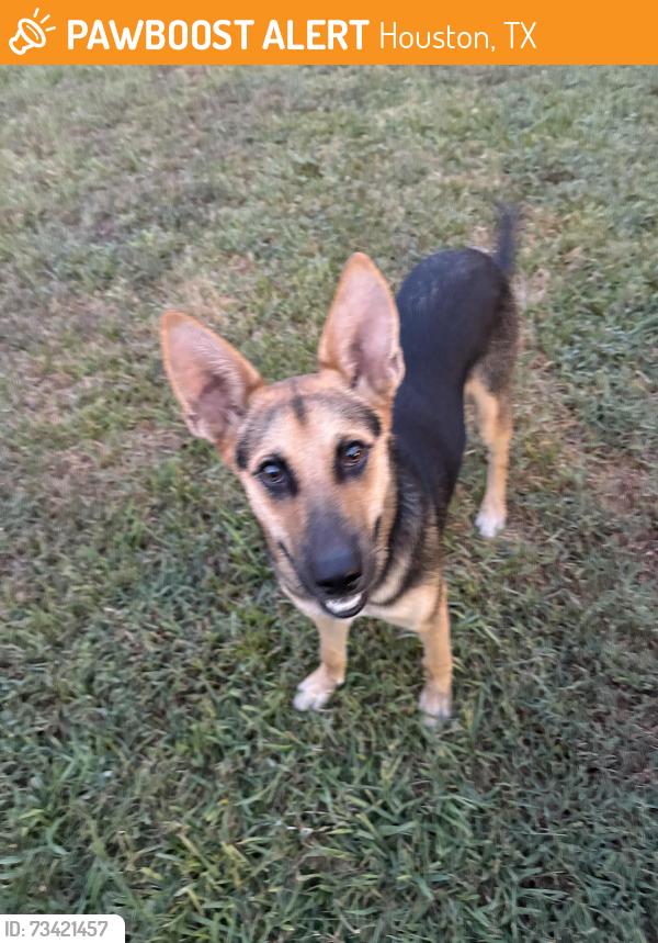 Found/Stray Unknown Dog last seen Willow Wood, Houston, TX 77086
