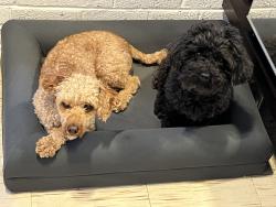 Lost Male Dog last seen Irving Park at Cumberland, Chicago, IL 60634