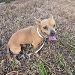 Found/Stray Male Dog last seen Brownsville Country Club, Brownsville, TX 78526