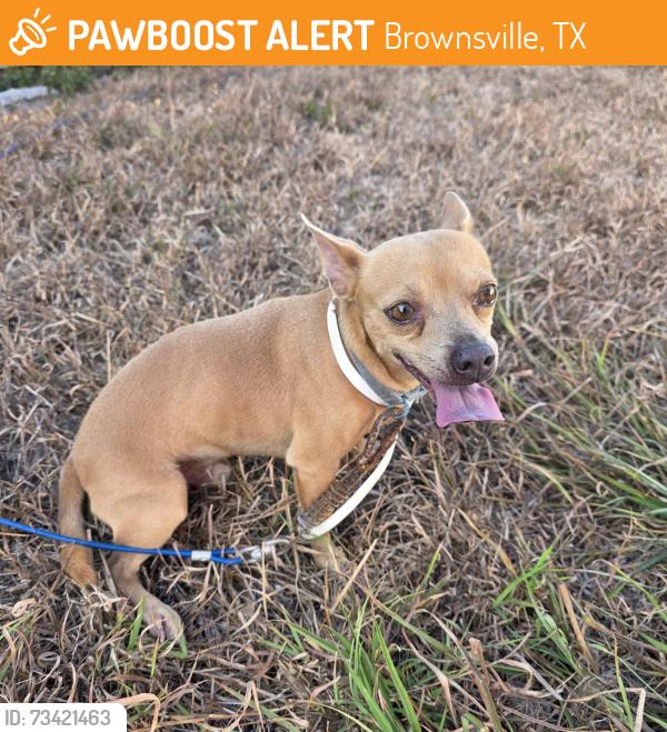 Found/Stray Male Dog last seen Brownsville Country Club, Brownsville, TX 78526