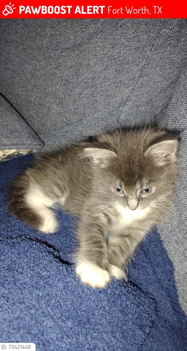 Lost Female Cat last seen jacksboro, Ephiham, Fort Worth, TX 76135