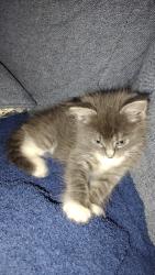 Lost Female Cat last seen jacksboro, Ephiham, Fort Worth, TX 76135