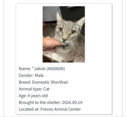 Found/Stray Male Cat last seen Temperance shields, Fresno, CA 93737