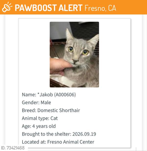 Found/Stray Male Cat last seen Temperance shields, Fresno, CA 93737