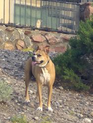 Reunited Unknown Dog last seen Sedona Hills Pkwy Las Cruces NM, Las Cruces, NM 88011