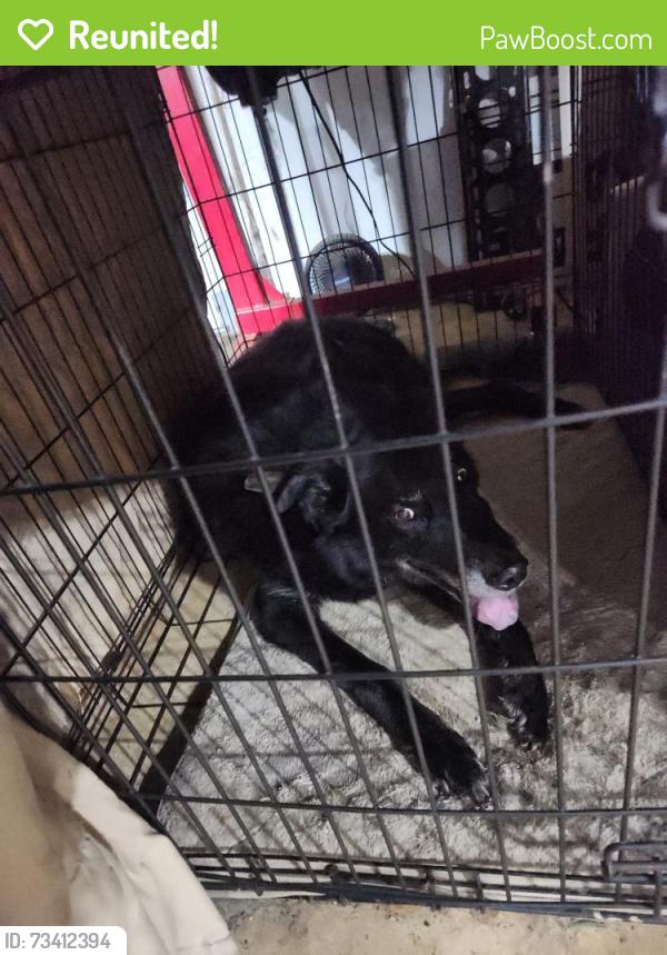 Reunited Male Dog last seen Manning Mill Psrk, Adairsville, GA 30103