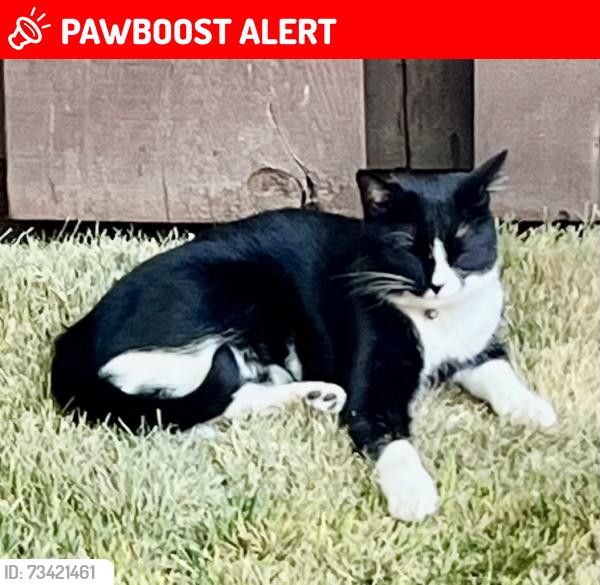 Lost Female Cat last seen Aspen / Ski Run, South Lake Tahoe, CA 96150