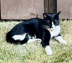 Lost Female Cat last seen Aspen / Ski Run, South Lake Tahoe, CA 96150