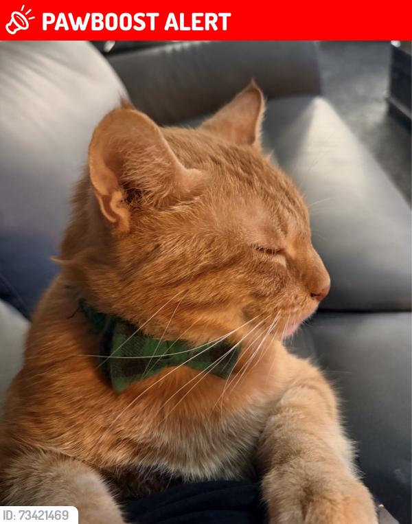 Lost Male Cat last seen Near SOM Center Road, Mayfield Heights, OH 44124