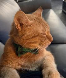 Lost Male Cat last seen Near SOM Center Road, Mayfield Heights, OH 44124