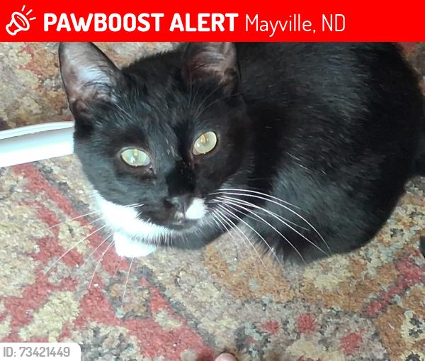 Lost Male Cat last seen Near 1st Ave NW Mayville,ND 58257, Mayville, ND 58257