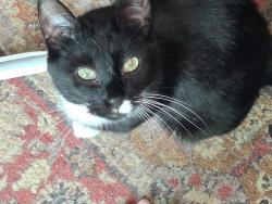 Lost Male Cat last seen Near 1st Ave NW Mayville,ND 58257, Mayville, ND 58257