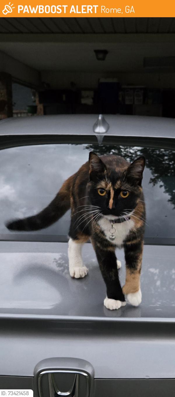Found/Stray Unknown Cat last seen Old Summerville Rd and Hummingbird Pl near AHS, Rome, GA 30165