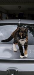 Found/Stray Unknown Cat last seen Old Summerville Rd and Hummingbird Pl near AHS, Rome, GA 30165