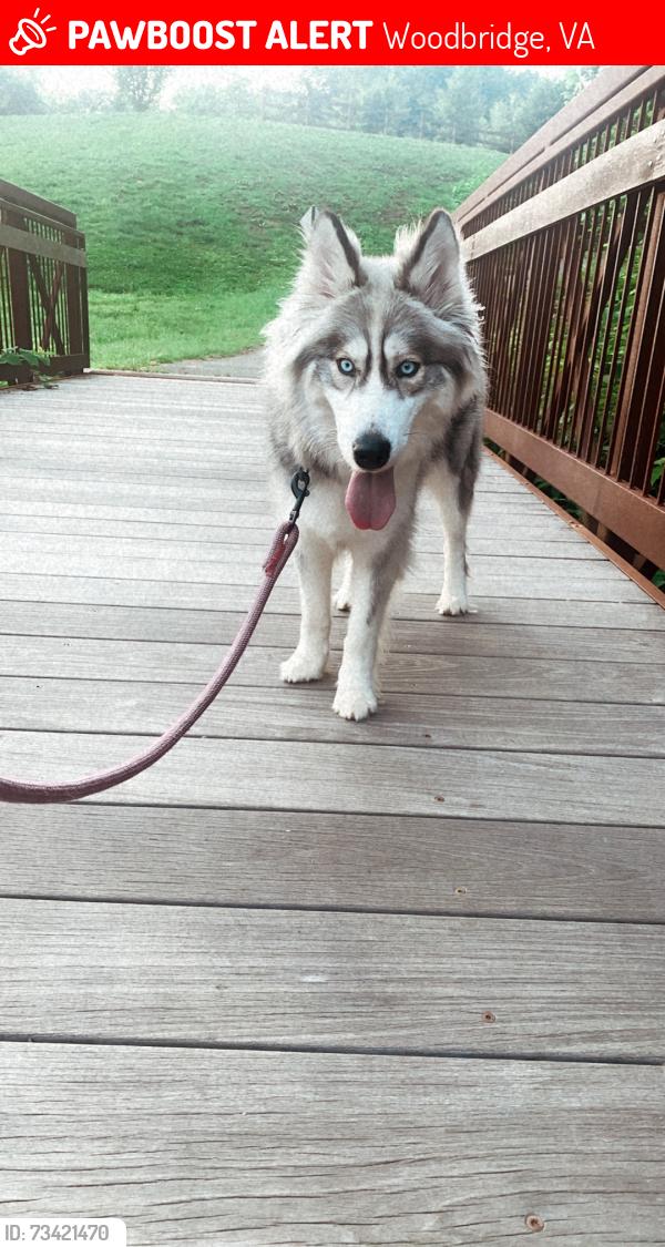 Lost Female Dog last seen Occoquan, Woodbridge, VA 22191