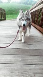Lost Female Dog last seen Occoquan, Woodbridge, VA 22191