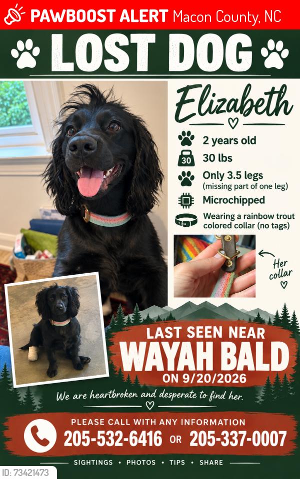 Lost Female Dog last seen Wayah Bald and Winespring Bald, Macon County, NC 28734